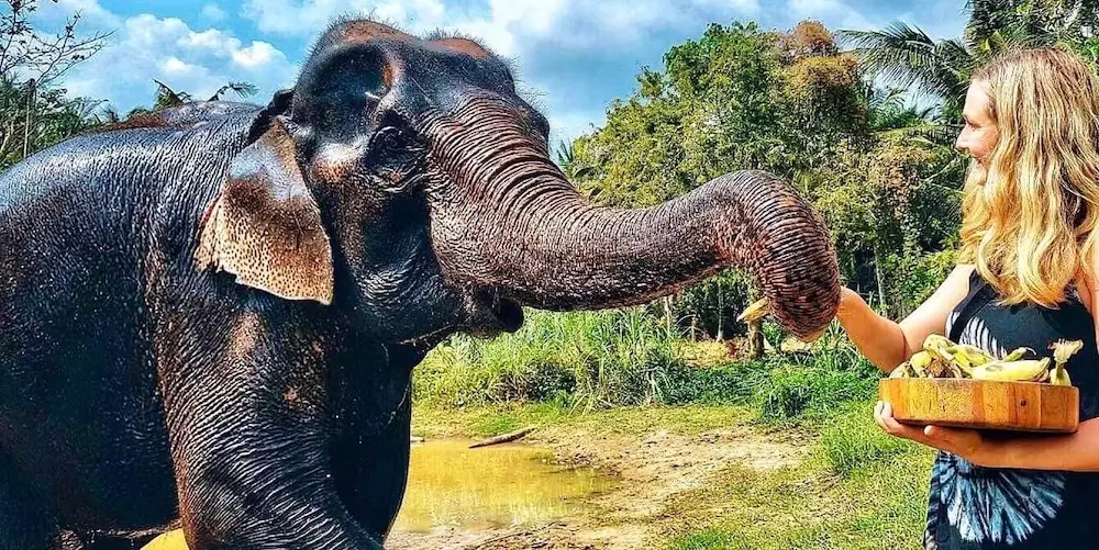 Elephant Sanctuary in Koh Samui