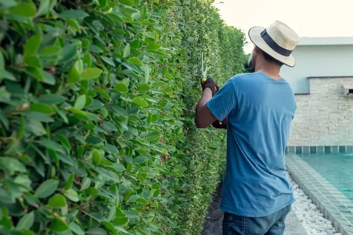 Man Trimming Plants Services